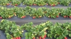 Çilek Naylonu Malç Naylonu 10 Metre (En 130 CM)