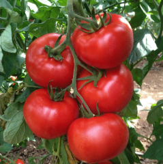 Domates Tohumu H-2274 1 Paket 5 GR (1.2000 Adet) Tohum Sebze Tohumu