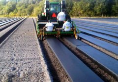 Çilek Naylonu Malç Naylonu 50 Metre (En 130 CM)