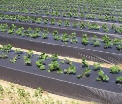 Çilek Naylonu Malç Naylonu 100 Metre (En 130 CM)