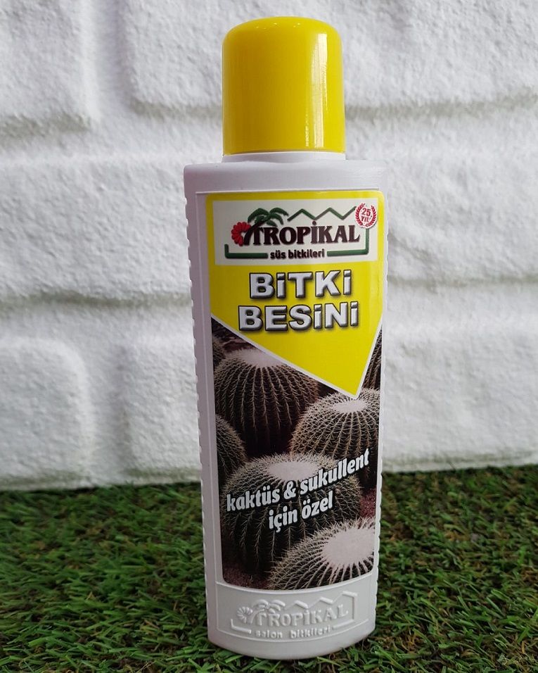 Bitki Besini 1 Adet Kaktüs Sukulent Bitki Besini