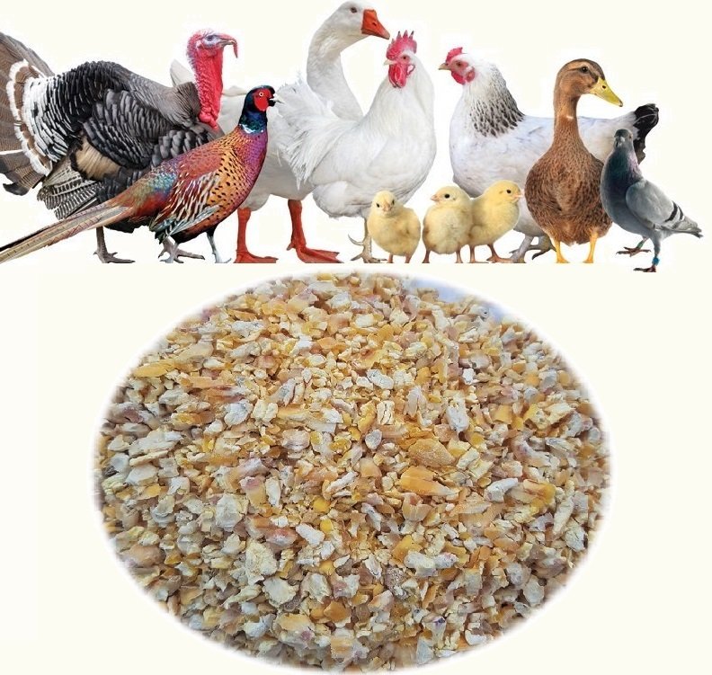 Kırık Mısır 10 KG Tavuk Kaz Ördek Yemi Kırması Kanatlı Yemi Yemlik Mısır