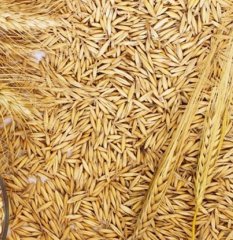 Yulaf Tohumu 3 KG İlaçsız Doğal Yulaf Tohumu Yemlik Yulaf