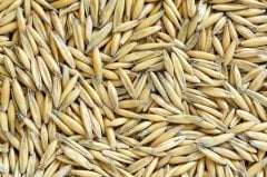 Yulaf Tohumu 3 KG İlaçsız Doğal Yulaf Tohumu Yemlik Yulaf