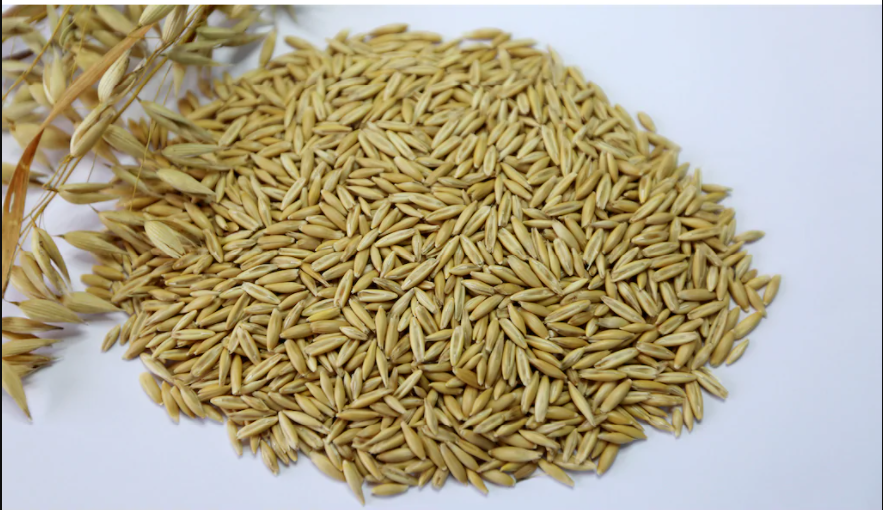 Yulaf Tohumu 5 KG İlaçsız Doğal Yulaf Tohumu Yemlik Yulaf