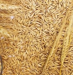 Yulaf Tohumu 10 KG İlaçsız Doğal Yulaf Tohumu Yemlik Yulaf